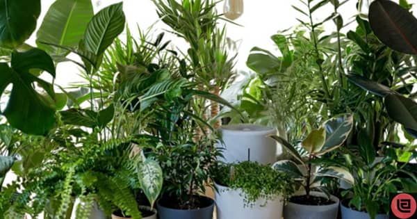 Why Rotating Houseplants Is Important For Their Health And Growth