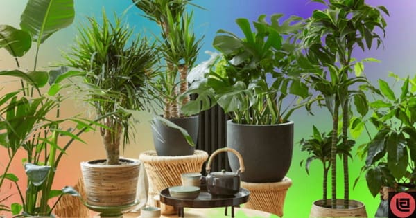 Why Rotating Houseplants Is Important For Their Health And Growth