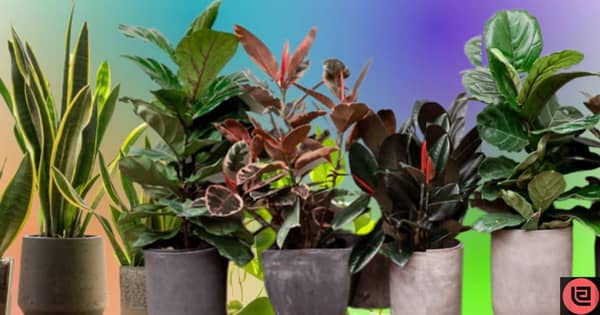 Why Rotating Houseplants Is Important For Their Health And Growth