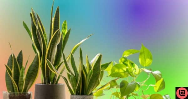 Why Rotating Houseplants Is Important For Their Health And Growth